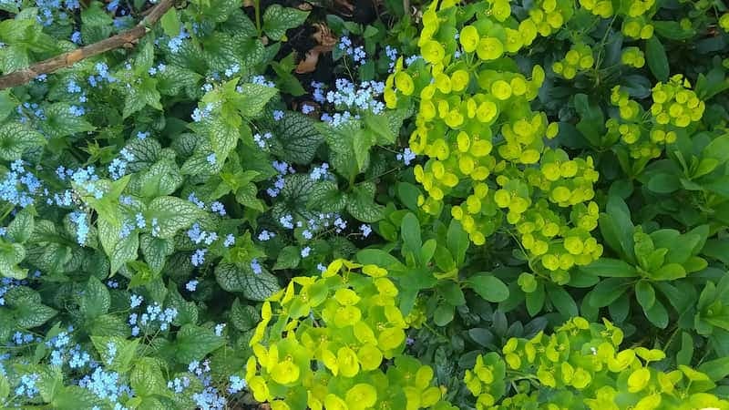 Brunnera and Euphorbia