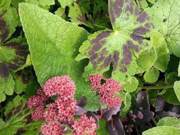 A pollinator-friendly planting with echinops, sedum, helenium and echinacea