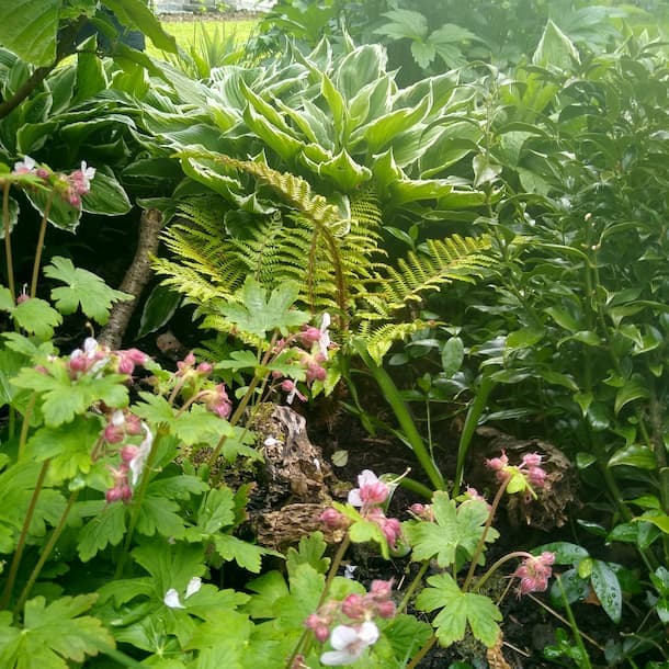 Shade-loving plant combination