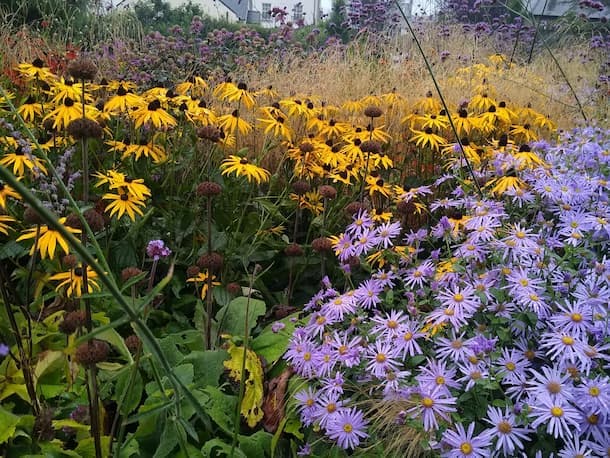 Late summer planting - rudbeckia, Phlomis, Aster 'Monch' and grasses