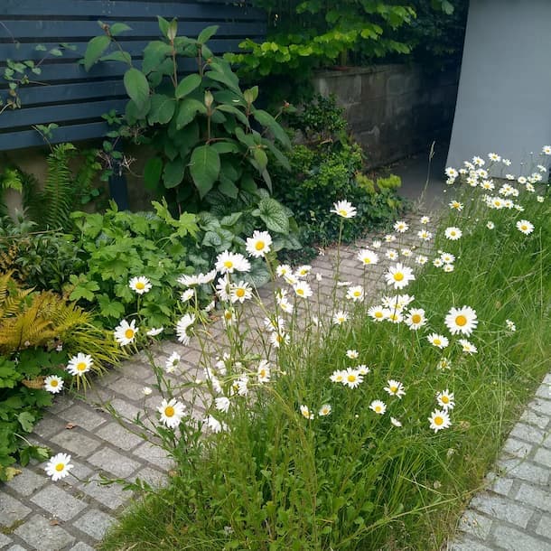 Oxeye daisies alongside driveway