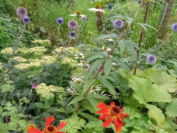 A pollinator-friendly planting with echinops, sedum, helenium and echinacea