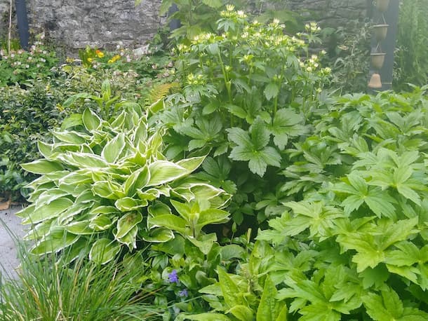 Lush spring foliage effect with hostas, grasses, vinca minor and astrantias