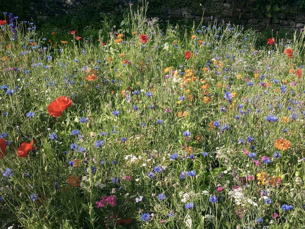 The jewel box effect of an annual and perennial wildflower seed mix