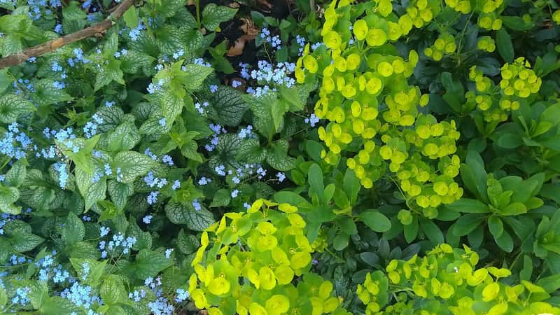 Brunnera and Euphorbia